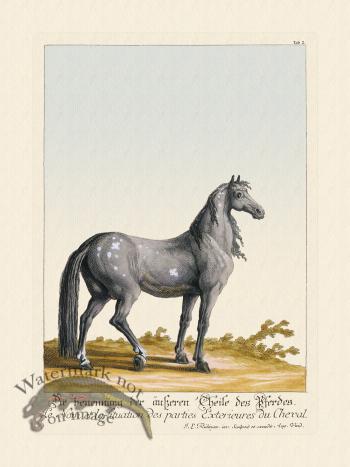 Ridingers Horses 02